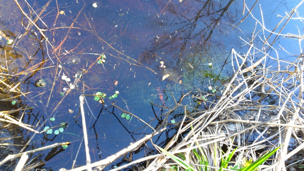 A frog, many tadpoles, and many eggs enjoy the pond