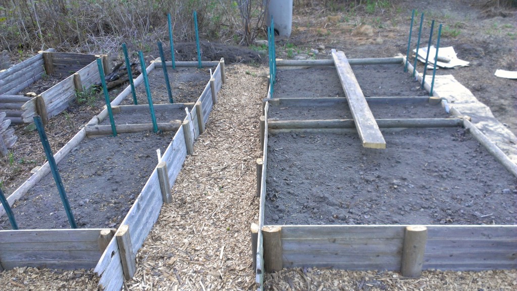 Raised beds made out of old fence panels. These have peas planted.