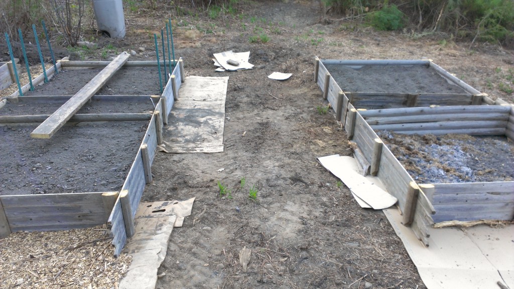 Raised beds with a six foot wide gap to allow a tractor through.