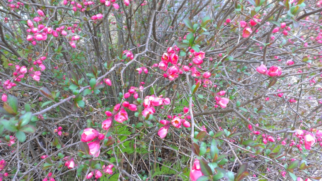 Pink flowers and dark green leaves