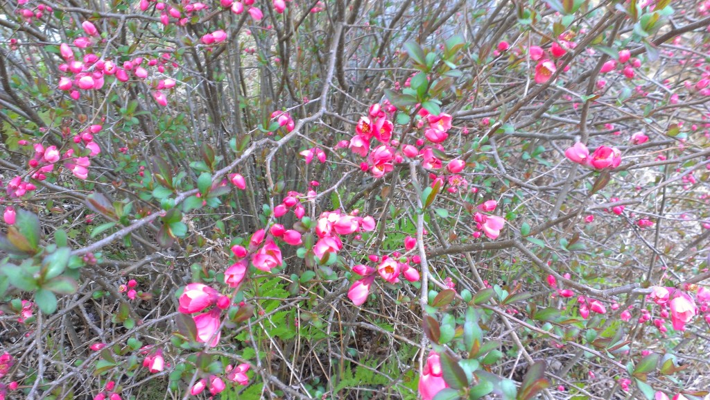 Pink flowers and dark green leaves