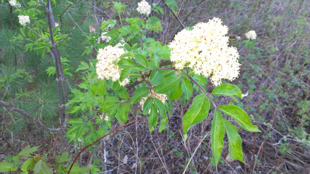 A close-up of the cluster of flowers and leaves