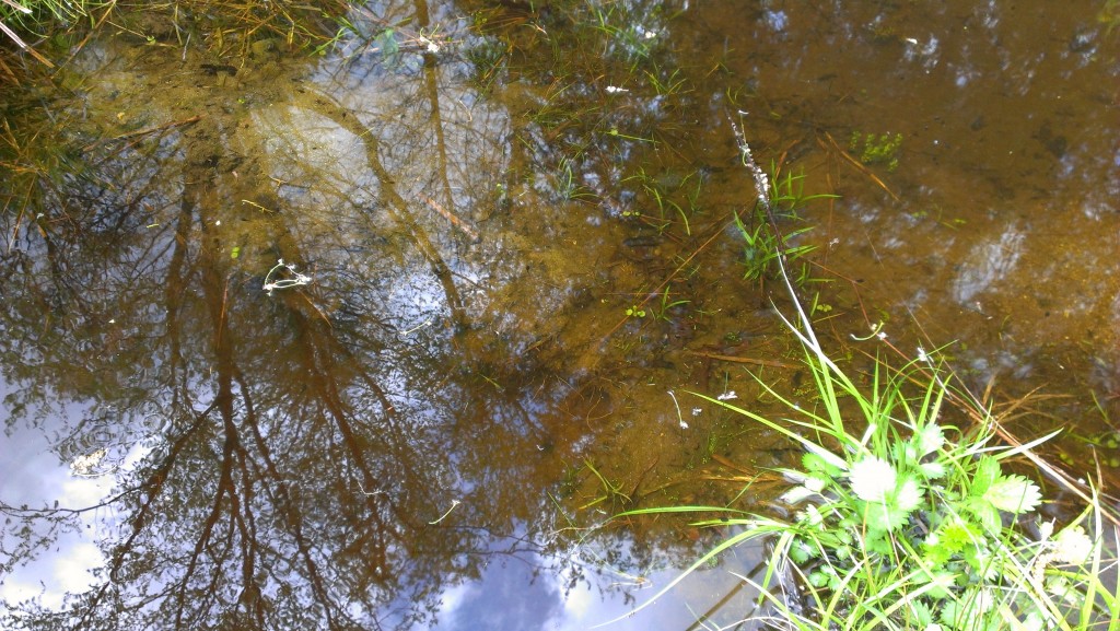 Water is so deep now, the former divide is barely visible.